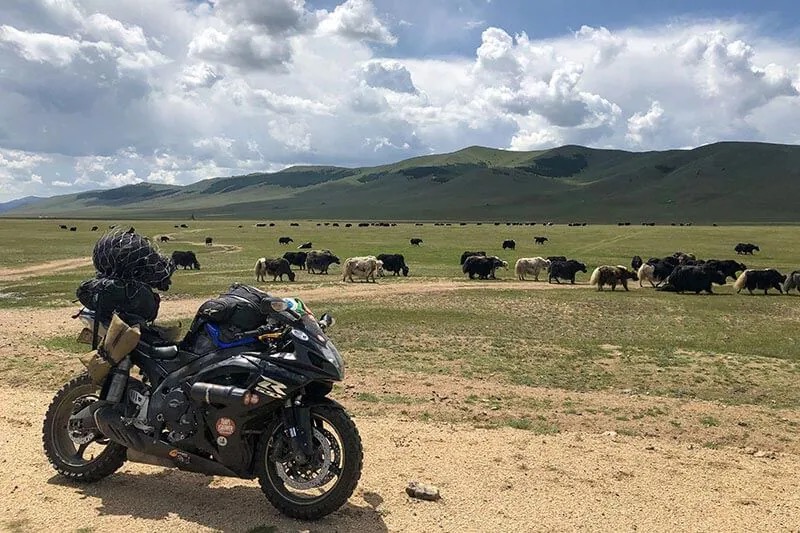 GSXR-600 parked next to a dirt road with livestock in the background