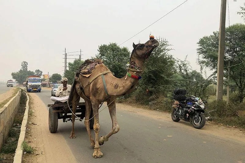 Image of a camel with a GSXR-600 in the background